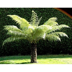 Diksónia antarktická (Dicksonia antarctica) – výška 20-30 cm, Ø 20-30 cm, kont.C2L