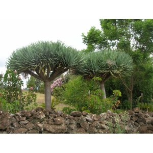 Dracéna (Dracaena) ´DRACO´ - výška: 60-90 cm, výška kmeňa: 10-20 cm, kont. C20L (-5°C)