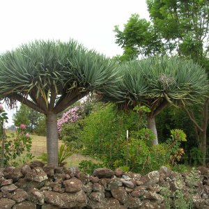 Dracéna (Dracaena) ´DRACO´ - výška 60-90 cm, výška kmeňa: 10-20 cm, kont. C20L (-5°C)