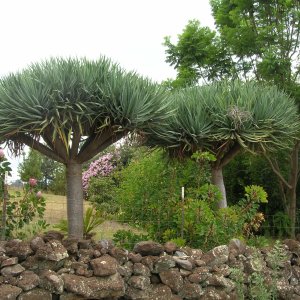 Dracéna (Dracaena) ´DRACO´ - výška: 60-90 cm, výška kmeňa: 10-20 cm, kont. C20L (-5°C)