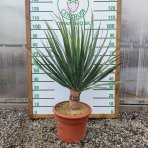 Dracéna (Dracaena) ´DRACO´ - výška: 60-90 cm, výška kmeňa: 10-20 cm, kont. C20L (-5°C)