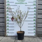 Drieň japonský (Cornus kousa) ´BENI-FUJI´ – výška 70-80 cm, kont. C7L 