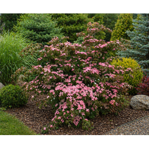 Drieň japonský (Cornus kousa) ´BENI-FUJI´ – výška 70-80 cm, kont. C7L 