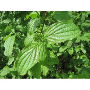 Drieň krvavý (Cornus sanguinea) - výška 40-60 cm, kont. C10L