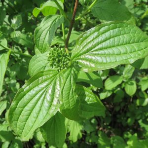 Drieň krvavý (Cornus sanguinea) - výška 40-60 cm, kont. C5L (-34°C)