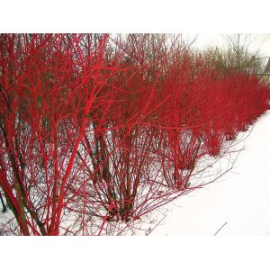 Drieň výbežkatý (Cornus sericea) – výška 170-180 cm, kont. C5L