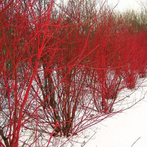 Drieň výbežkatý (Cornus sericea) – výška 170-180 cm, kont. C5L (34°C)