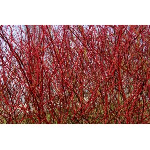 Drieň biely (Cornus alba) ´GOUCHAULTII´ – výška 60-100 cm, kont. C10L 