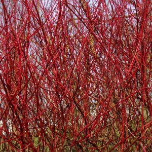 Drieň biely (Cornus alba) ´GOUCHAULTII´ – výška 50-80 cm, kont. C5L (-34°C)