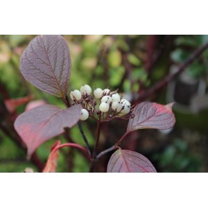 Drieň biely (Cornus alba) ´KESSELRINGII´ – výška 70-110 cm, kont. C5L 