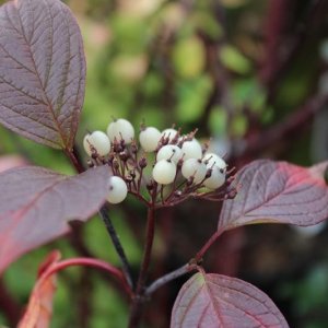 Drieň biely (Cornus alba) ´KESSELRINGII´ – výška 70-110 cm, kont. C5L 