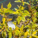 Drieň biely (Cornus alba) ´GOUCHAULTII´ – výška 50-80 cm, kont. C5L (-34°C)