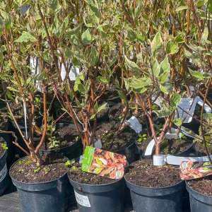 Drieň biely (Cornus alba) ´MIRACLE´ – výška 70-90 cm, kont. C2L (-34°C)