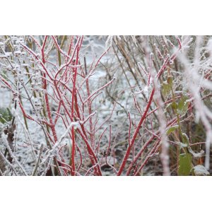 Drieň biely (Cornus alba) ´SIBIRICA´ - výška 50-80 cm, kont. C10L (-34°C)