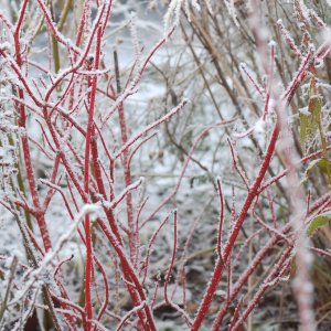 Drieň biely (Cornus alba) ´SIBIRICA´ - výška 50-80 cm, kont. C10L (-34°C)