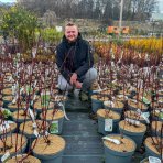 Drieň biely (Cornus alba) ´GOUCHAULTII´ – výška: 60-90 cm, kont. C5L (-34°C)