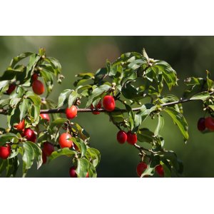 Drieň jedlý (Cornus mas) ´JOLICO´ výška 30-50 cm, kont. C3L/P11
