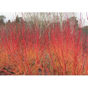 Drieň krvavý (Cornus sanguinea) ´MIDWINTER FIRE´ - výška 40-60 cm, kont. C2L
