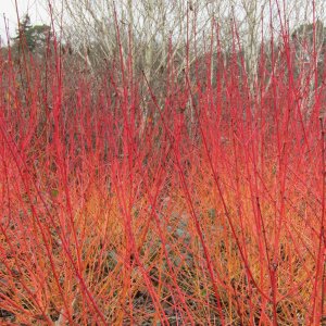 Drieň krvavý (Cornus sanguinea) ´MIDWINTER FIRE´ - výška 60-80 cm, kont. C2L (-34°C)