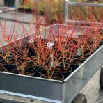 Drieň krvavý (Cornus sanguinea) ´MIDWINTER FIRE´ - výška 60-80 cm, kont. C2L (-34°C)