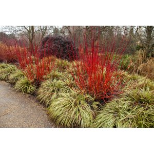Drieň biely (Cornus alba) ´GOUCHAULTII´ – výška 40-60 cm, kont. C3L