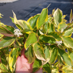 Drieň biely (Cornus alba) ´GOUCHAULTII´ – výška 70-110 cm, kont. C12L 