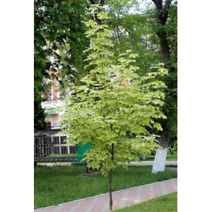 Javor mliečny (Acer platanoides) ´DRUMMONDII´ - výška 200-230cm, kont. C20L 