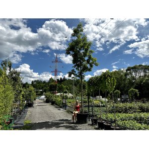 Dub červený (Quercus rubra) - výška: 600 cm, kont. C230L