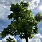 Dub červený (Quercus rubra) - výška: 600 cm, kont. C230L