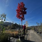 Dub červený (Quercus rubra) - výška 600-650 cm, obvod kmeňa 25/30 cm, kont. C230L