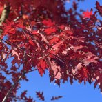 Dub červený (Quercus rubra) - výška: 600 cm, kont. C230L