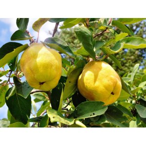 Dula podlhovastá (Cydonia oblonga) ´VRANJA´, výška: 180-220 cm, voľnokorenná
