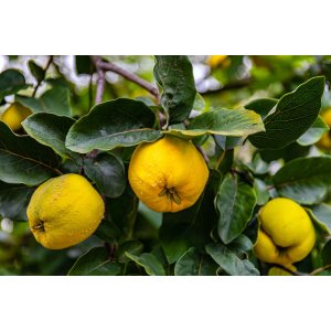 Dula podlhovastá (Cydonia oblonga) ´PORTUGAL´, výška: 200-250 cm, obvod kmeňa: 8/10 cm, kont. C10L 