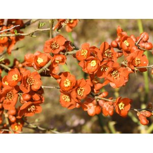 Dulovec japonský (Chaenomeles superba) ´ORANGE TRAIL´  - výška 20-30 cm, kont. C3L