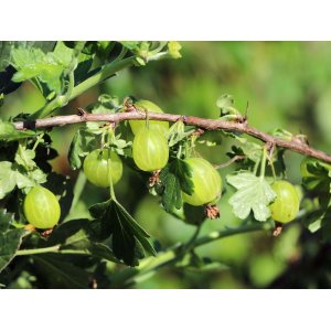 Egreš obyčajný (kríčkový) - zelený (Grossularia uva-crispa) ´MUCURINES´ - neskorý, 20-30 cm, kont.P11- KRÍKOVÝ
