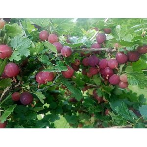 Egreš obyčajný (Grossularia uva-crispa) ´KATI´ - výška 70-100 cm, kont. C2L, červený, stredne skorý - STROMČEKOVÝ/ NA KMIENKU