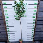 Egreš obyčajný (Grossularia uva-crispa) ´CAPTIVATOR´ – stredne skorý, výška 130-150 cm, kont. C2L - STROMČEKOVÝ/ NA KMIENKU