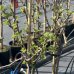 Egreš obyčajný(stromkový) - zelený (Grossularia uva-crispa) ´INVICTA´ stredne skorý, 80-120 cm; kont. C2L