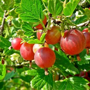 Egreš obyčajný (Grossularia uva-crispa) ´PAX´ - výška 80-110 cm, stredne skorý, voľnokorenný (beztŕňový), červený - STROMČEKOVÝ/ NA KMIENKU