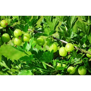 Egreš obyčajný (Grossularia uva-crispa) ´RODNIK´ - výška 70-100 cm, stredne skorý, voľnokorenný (čiastočne beztŕňový), zelený - STROMČEKOVÝ/ NA KMIENKU
