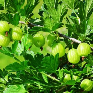 Egreš obyčajný (Grossularia uva-crispa) ´RODNIK´ - výška 80-100 cm, stredne skorý, voľnokorenný (čiastočne beztŕňový), zelený - STROMČEKOVÝ/ NA KMIENKU