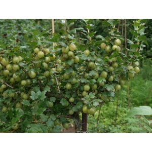 Egreš obyčajný (Grossularia uva-crispa) ´RODNIK´ stredne skorý, výška 70-100 cm, kont. C2L (čiastočne beztŕňový), zelený - STROMČEKOVÝ/ NA KMIENKU