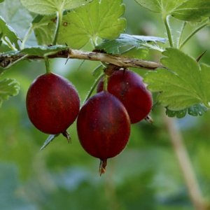 Egreš obyčajný(stromkový) - červený (Grossularia uva-crispa) ´NIESLUCHOWSKI´ stredne skorý, 80-100 cm; kont. C2L