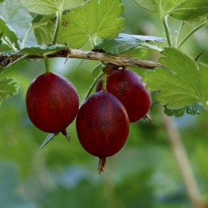 Egreš obyčajný (Grossularia uva-crispa) ´NIESLUCHOWSKI´ - výška 80-110 cm, stredne skorý, voľnokorenný - STROMČEKOVÝ/ NA KMIENKU