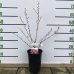 Egreš obyčajný (Grossularia uva-crispa) ´HINNONMAKI ROT´ - výška: 30-50 cm, stredne skorý, červený, C3L - KRÍKOVÝ