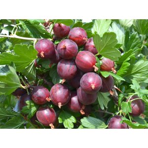 Egreš obyčajný (Grossularia uva-crispa) ´KRASNOSLAVJANSKIJ´ - výška: 30-50 cm, stredne skorý, červený, C2L - KRÍKOVÝ