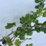 Egreš obyčajný (kríčkový) - zelený (Grossularia uva-crispa) ´MUCURINES´ - neskorý, 30-60 cm, kont.C1L - kvetináčový