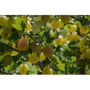 Egreš obyčajný (Grossularia uva-crispa) ´MUCURINES´ - výška 70-100 cm, neskorý, C2L - STROMČEKOVÝ/ NA KMIENKU