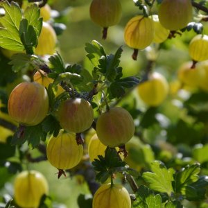 Egreš obyčajný (Grossularia uva-crispa) ´MUCURINES´ - výška 80-120 cm, neskorý, voľnokorenný - STROMČEKOVÝ/ NA KMIENKU