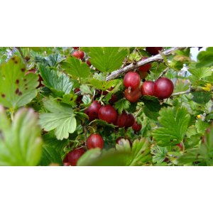 Egreš obyčajný (Grossularia uva-crispa) ´HINNONMÄKI RÖD´ - výška: 30-50 cm, stredne skorý, červený, C2L - KRÍKOVÝ